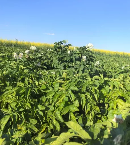 Xinjiang Wenxing Potato Industry Co., Ltd.